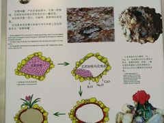 雨花石展厅-六合国家地质公园桂子山景区