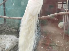 -沈阳鸟岛