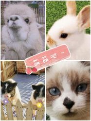 -萌宠亲子动物乐园(槐房万达店)