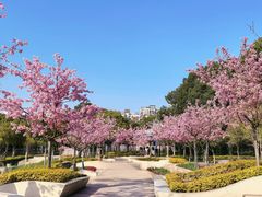 -新江湾城公园