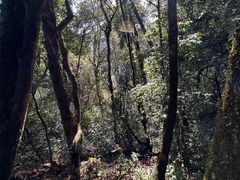 -云南屏边大围山国家公园