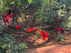 -广州长隆飞鸟乐园