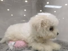 -萌宠之家·腊肠犬·马尔泰·小体犬舍