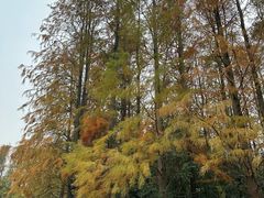 -上海海湾国家森林公园