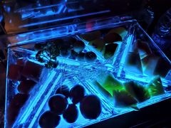 -PAPAYA CLUB 酒吧(深圳旗舰店)