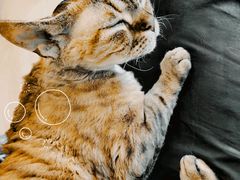 -有喵·猫咖·狗咖·30几只猫10只小狗(岗厦店)