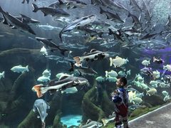 -哈尔滨波塞冬海底世界