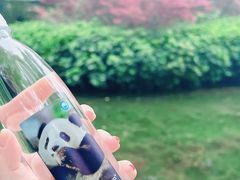 -成都大熊猫繁育研究基地