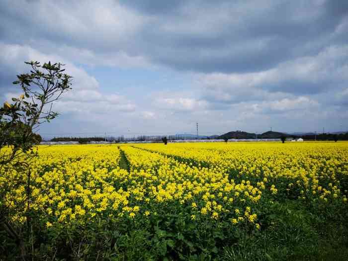 花海稻香-"手机清库存中,哈哈!发现儿子一周岁春天时.