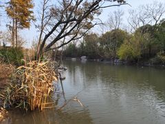 -上海吴淞炮台湾国家湿地公园