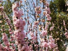 -北京西山国家森林公园