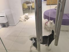 -怪兽屋·羊驼·猫咖·狗咖(俊华广场店)