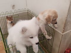 -Let's go狗咖·猫咖·奶狗·桌游(春熙路IFS店)