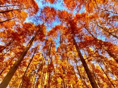 -黄海国家森林公园