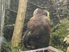 -黔灵山公园