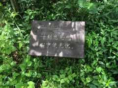 -武陵山森林公园