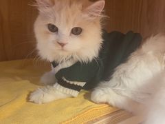 -老吴的猫·猫舍(新区店)