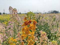 -中国天府农业博览园