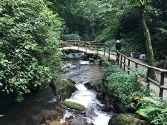 -莫里热带雨林景区