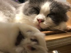 -飞行喵MR PILOT|猫舍·猫咖(静安大融城店)
