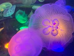 -太平洋海底世界