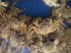 -阳澄湖大闸蟹·琼灵阁牌品牌连锁(吴中总店)