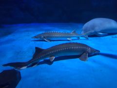 -烟台海昌鲸鲨海洋公园