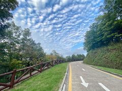 -银湖山郊野公园-相思林