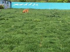 -趣玩宠物乐园寄养训犬训狗游泳池