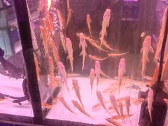 -花鸟鱼虫鲜花绿植市场(玉泉路店)