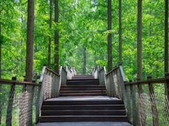 -黄海国家森林公园