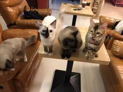 -猫咪咖啡店(新城大街店)