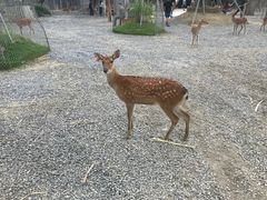 -鹿境梅花鹿生态园区