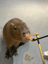 -Zoolung Zoolung动物主题公园(海信广场店)