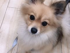-狗不理喵子(百富路店)