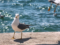 -泊石湾海滨浴场