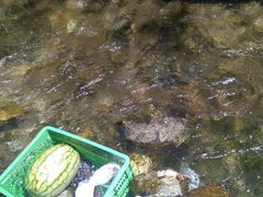 -源泉冷水鱼庄(小鱼洞店)