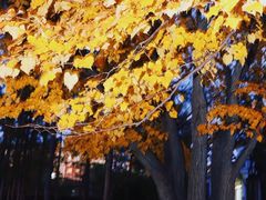 -长春市南湖公园