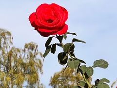 -映月湖公园