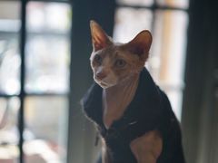 -猫色咖啡·猫咖