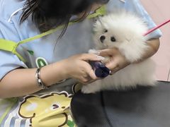 -唐小姐の私宠·宠物洗护美容·撸猫馆·购宠(周浦万达旗舰店)