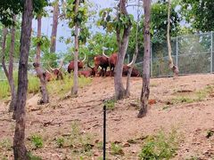 -清迈夜间动物园