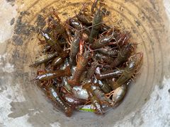 -同銮特种养殖场·龙虾垂钓