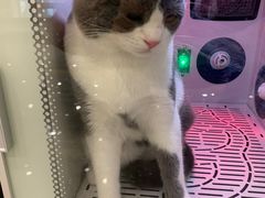 -钦宠·猫咪售卖·洗护·寄养(东圃旗舰店)