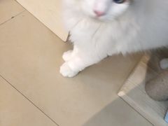 -喵宠乐园·撸猫互动·猫舍