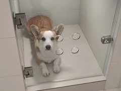 -当汪遇见喵宠物店