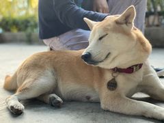 -柴犬高等学院·狗咖·柴犬售卖·宠物训练