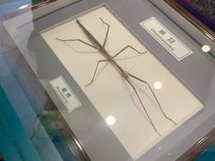-上海昆虫博物馆