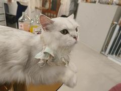 -共舞时光猫咖·狗咖(新街口店)