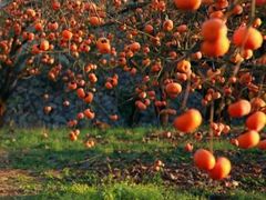 -凤凰山斑鱼馆(恭城店)